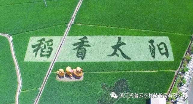 浙江臨安：竹林變稻田，農(nóng)戶喜開(kāi)顏