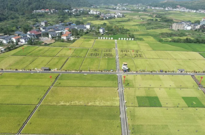 智慧種業(yè)案例 | 湘東：雜交水稻制種之鄉(xiāng)，數字技術成為制種新神器！