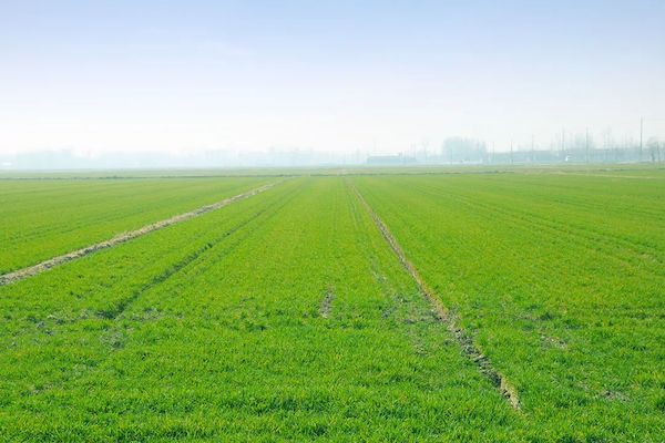 科技賦能春耕，托普云農智慧農情監測站再獲央視關注